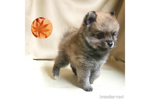 成約済の茨城県のミックス犬-154700の14枚目