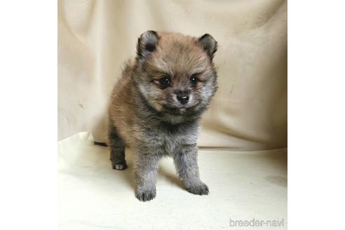 成約済の茨城県のミックス犬-154700の13枚目