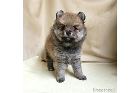 成約済の茨城県のミックス犬-154700の12枚目