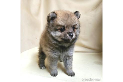 成約済の茨城県のミックス犬-154700の11枚目