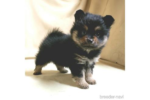 成約済の茨城県のミックス犬-154698の5枚目