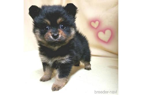 成約済の茨城県のミックス犬-154698の3枚目