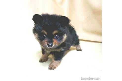 成約済の茨城県のミックス犬-154698の2枚目