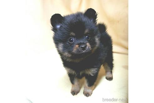 成約済の茨城県のミックス犬-154699の5枚目