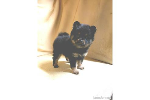 成約済の茨城県のミックス犬-154699の2枚目