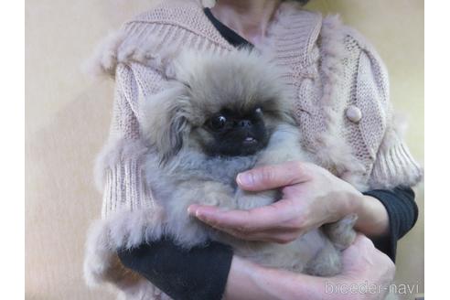 成約済の愛知県のペキニーズ-145589の5枚目