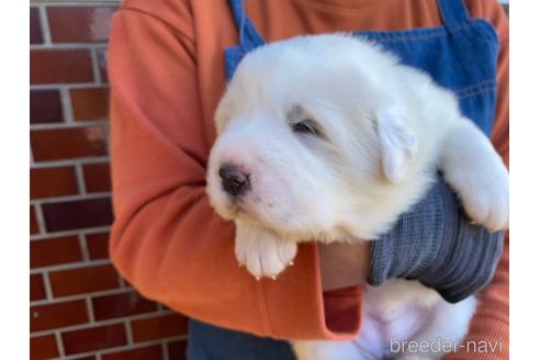 成約済の千葉県のグレートピレニーズ-157898の5枚目