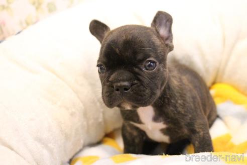 成約済の愛知県のフレンチブルドッグ-154756の7枚目