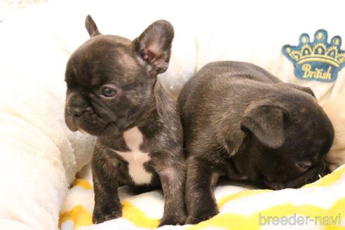 成約済の愛知県のフレンチブルドッグ-154756の6枚目