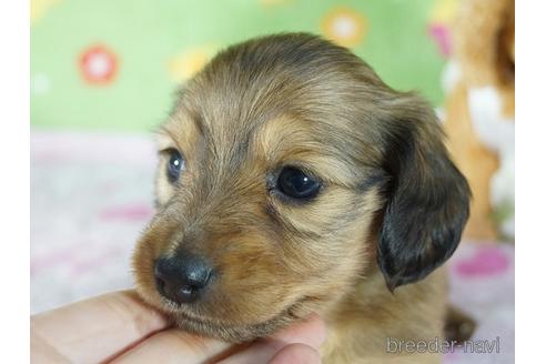 成約済の兵庫県のカニンヘンダックスフンド(ロングヘアード)-157972の3枚目