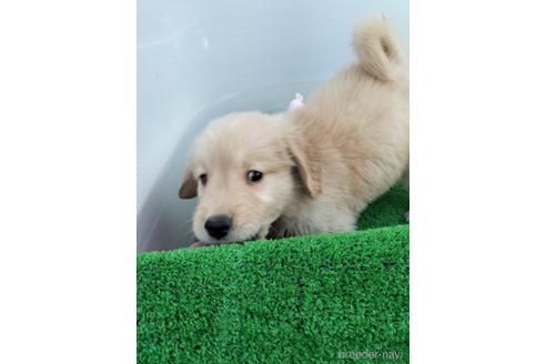 成約済の兵庫県のゴールデンレトリーバー-157032の2枚目