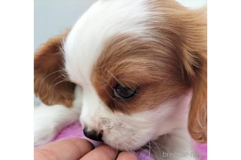 成約済の兵庫県のキャバリアキングチャールズスパニエル-158000の10枚目