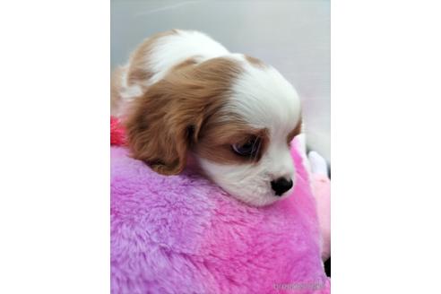 成約済の兵庫県のキャバリアキングチャールズスパニエル-158000の9枚目