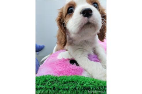 成約済の兵庫県のキャバリアキングチャールズスパニエル-158000の8枚目