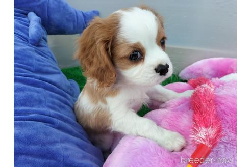 成約済の兵庫県のキャバリアキングチャールズスパニエル-158000の1枚目