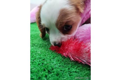 成約済の兵庫県のキャバリアキングチャールズスパニエル-158000の7枚目