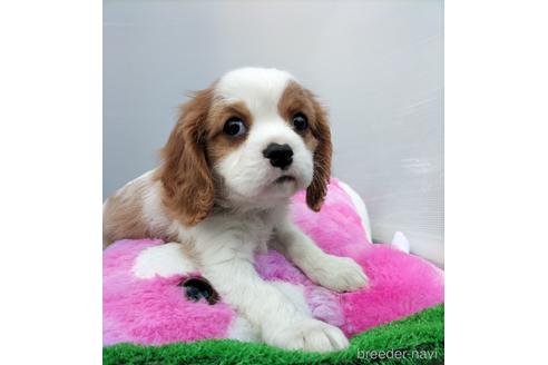 成約済の兵庫県のキャバリアキングチャールズスパニエル-158000の6枚目