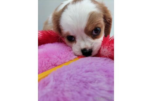 成約済の兵庫県のキャバリアキングチャールズスパニエル-158000の5枚目