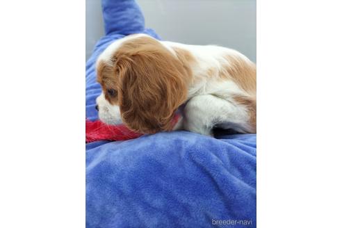 成約済の兵庫県のキャバリアキングチャールズスパニエル-158000の4枚目