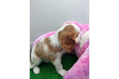 成約済の兵庫県のキャバリアキングチャールズスパニエル-158000の3枚目