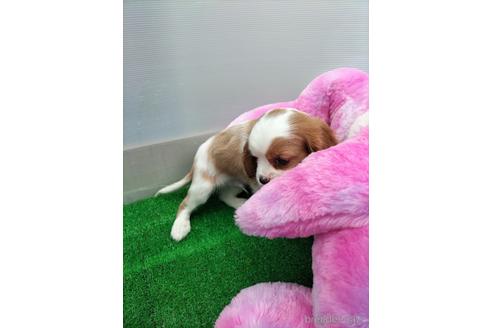 成約済の兵庫県のキャバリアキングチャールズスパニエル-158000の2枚目