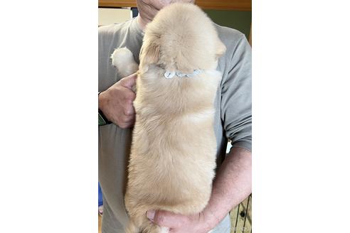 成約済の徳島県のゴールデンレトリーバー-155665の2枚目