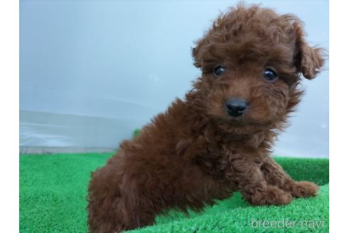 成約済の兵庫県のトイプードル-158019の7枚目