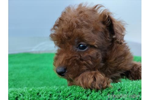 成約済の兵庫県のトイプードル-158019の8枚目