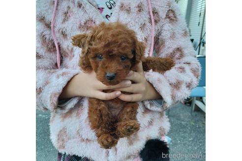 成約済の兵庫県のトイプードル-158019の9枚目