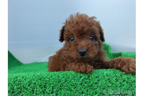 成約済の兵庫県のトイプードル-158019の10枚目