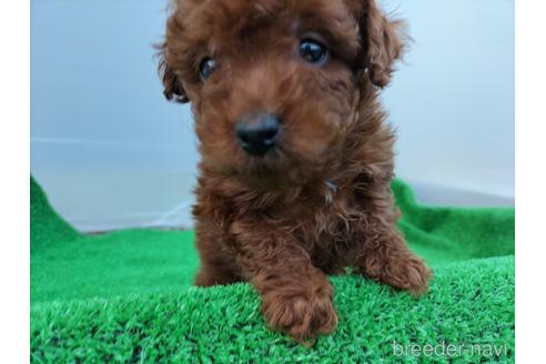 成約済の兵庫県のトイプードル-158019の11枚目