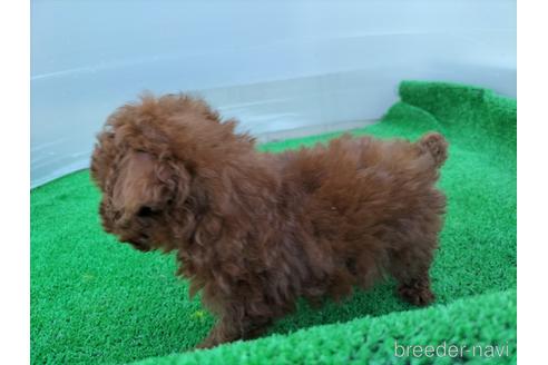 成約済の兵庫県のトイプードル-158019の1枚目