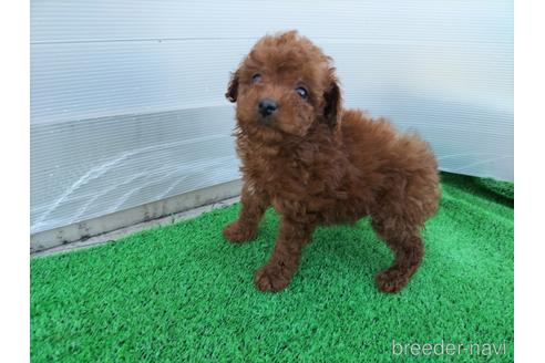 成約済の兵庫県のトイプードル-158019の12枚目
