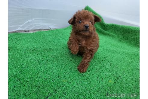 成約済の兵庫県のトイプードル-158019の13枚目