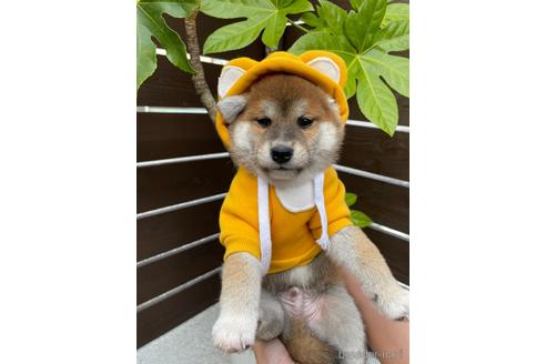 成約済の滋賀県の柴犬-155065の1枚目