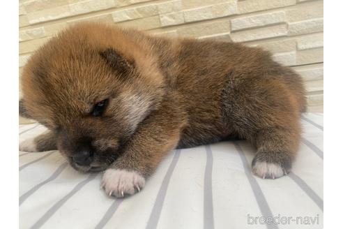 成約済の滋賀県の柴犬-158029の4枚目