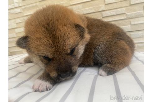 成約済の滋賀県の柴犬-158029の3枚目