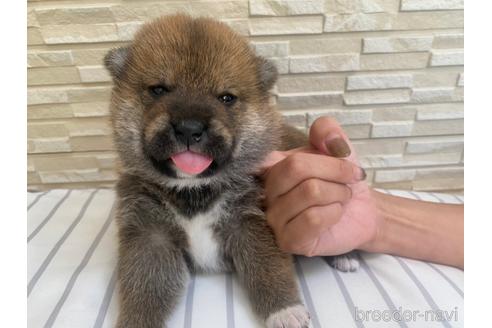 成約済の滋賀県の柴犬-158029の2枚目