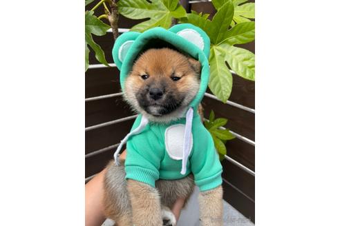 成約済の滋賀県の柴犬-158030