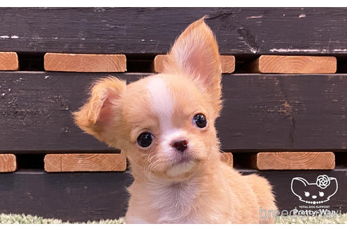 成約済の愛知県のチワワ(ロングコート)-157133の5枚目