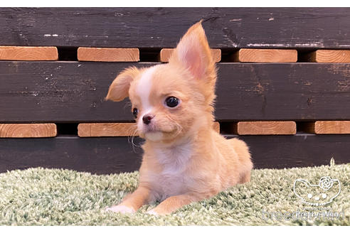 成約済の愛知県のチワワ(ロングコート)-157133の6枚目