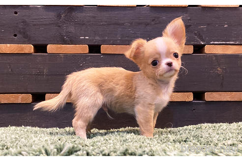 成約済の愛知県のチワワ(ロングコート)-157133の7枚目