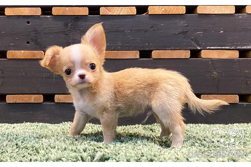 成約済の愛知県のチワワ(ロングコート)-157133の8枚目