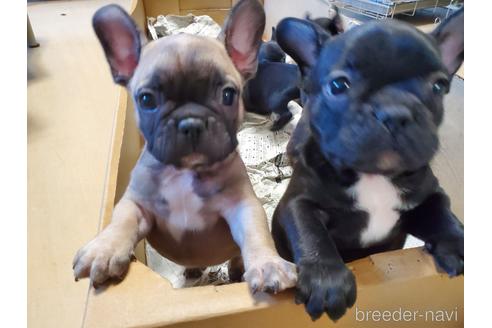 成約済の愛知県のフレンチブルドッグ-155560の1枚目