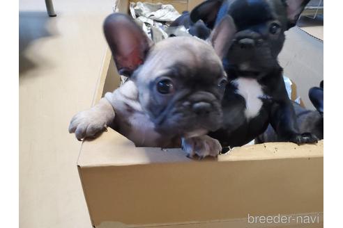 成約済の愛知県のフレンチブルドッグ-155560の3枚目