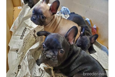 成約済の愛知県のフレンチブルドッグ-155560の2枚目