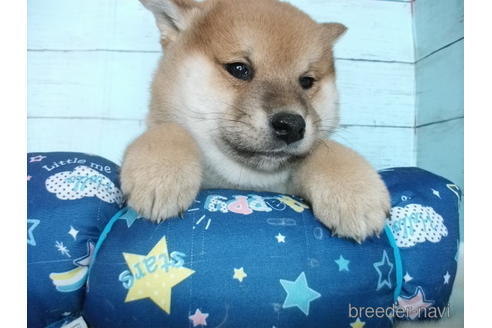 成約済の埼玉県の柴犬-156003の6枚目