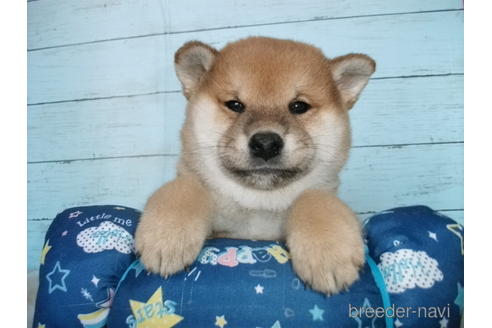 成約済の埼玉県の柴犬-156003の5枚目