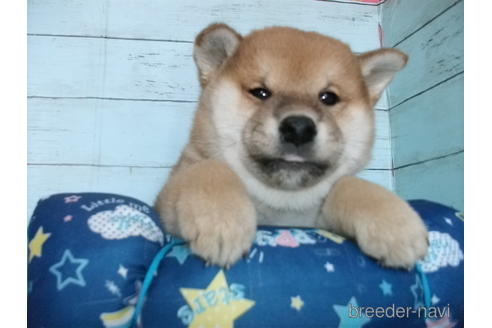 成約済の埼玉県の柴犬-156003の4枚目