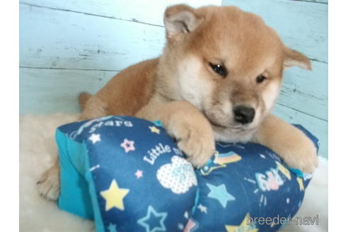 成約済の埼玉県の柴犬-156003の3枚目